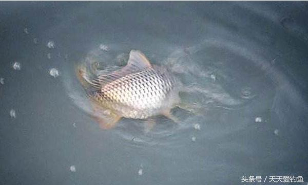 最新逗釣步驟指南，從入門到精通的釣魚技巧分享