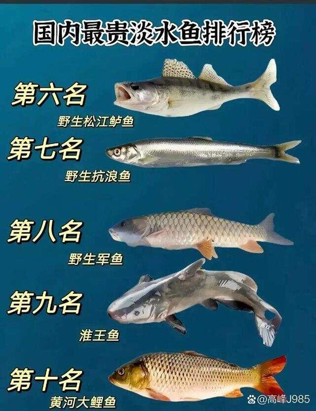 青魚國產(chǎn)最新論述，探索與解析