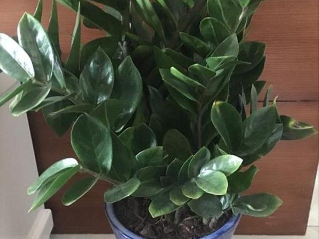 最新養(yǎng)殖游戲，體驗(yàn)養(yǎng)殖樂趣，與動物共成長！