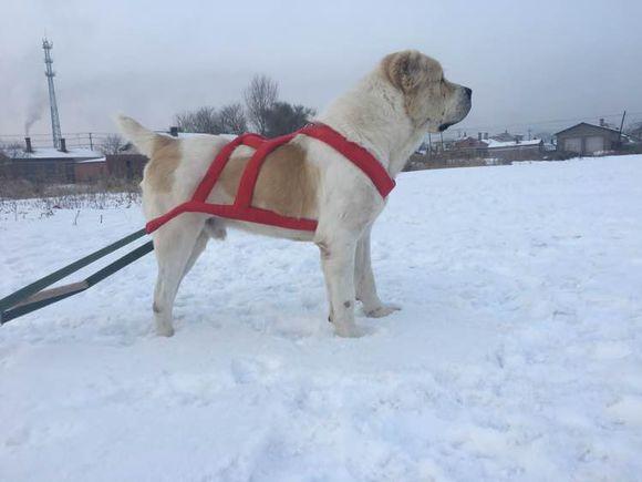 中亞犬，小巷深處的神秘秘境探索