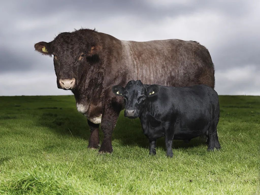 小巷隱藏寶藏，探訪特色小店，領(lǐng)略最牛最新魅力之旅