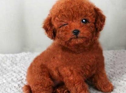 最新小鹿犬，趣事不斷，傳遞溫馨友誼與愛(ài)的小使者