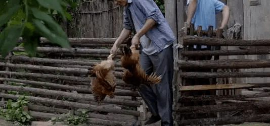 最新版偷雞，從變化中學(xué)習(xí)，擁抱自信，成就非凡之路