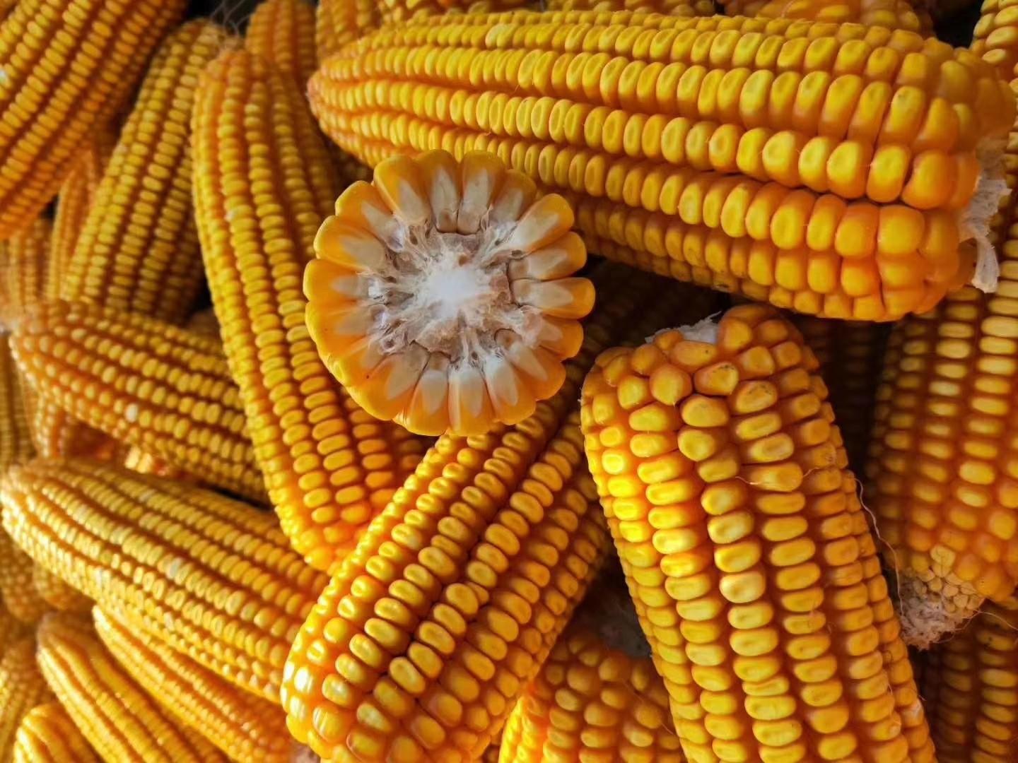 東北玉米今日最新價格，時代的見證與市場的脈動