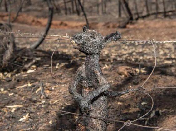 南澳山火最新情況更新，實(shí)時(shí)動(dòng)態(tài)與進(jìn)展