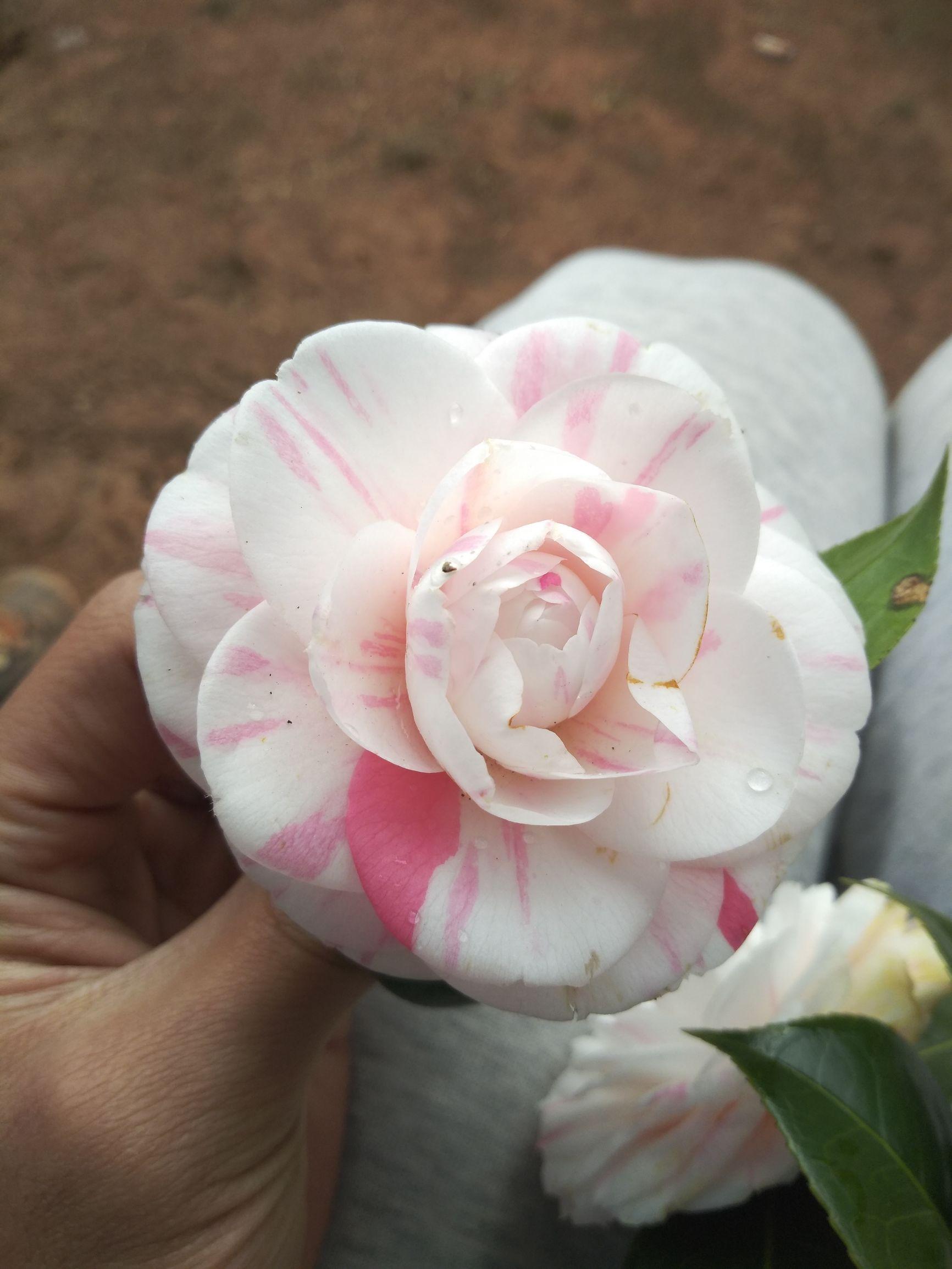 愛5最新劇情，心靈與自然的奇妙之旅