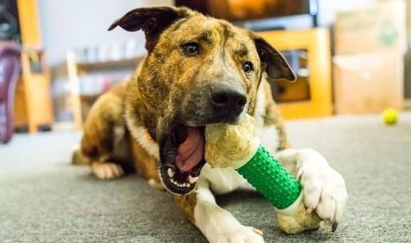 犬類(lèi)智慧與人類(lèi)勵(lì)志，最新狗狗新聞聚焦