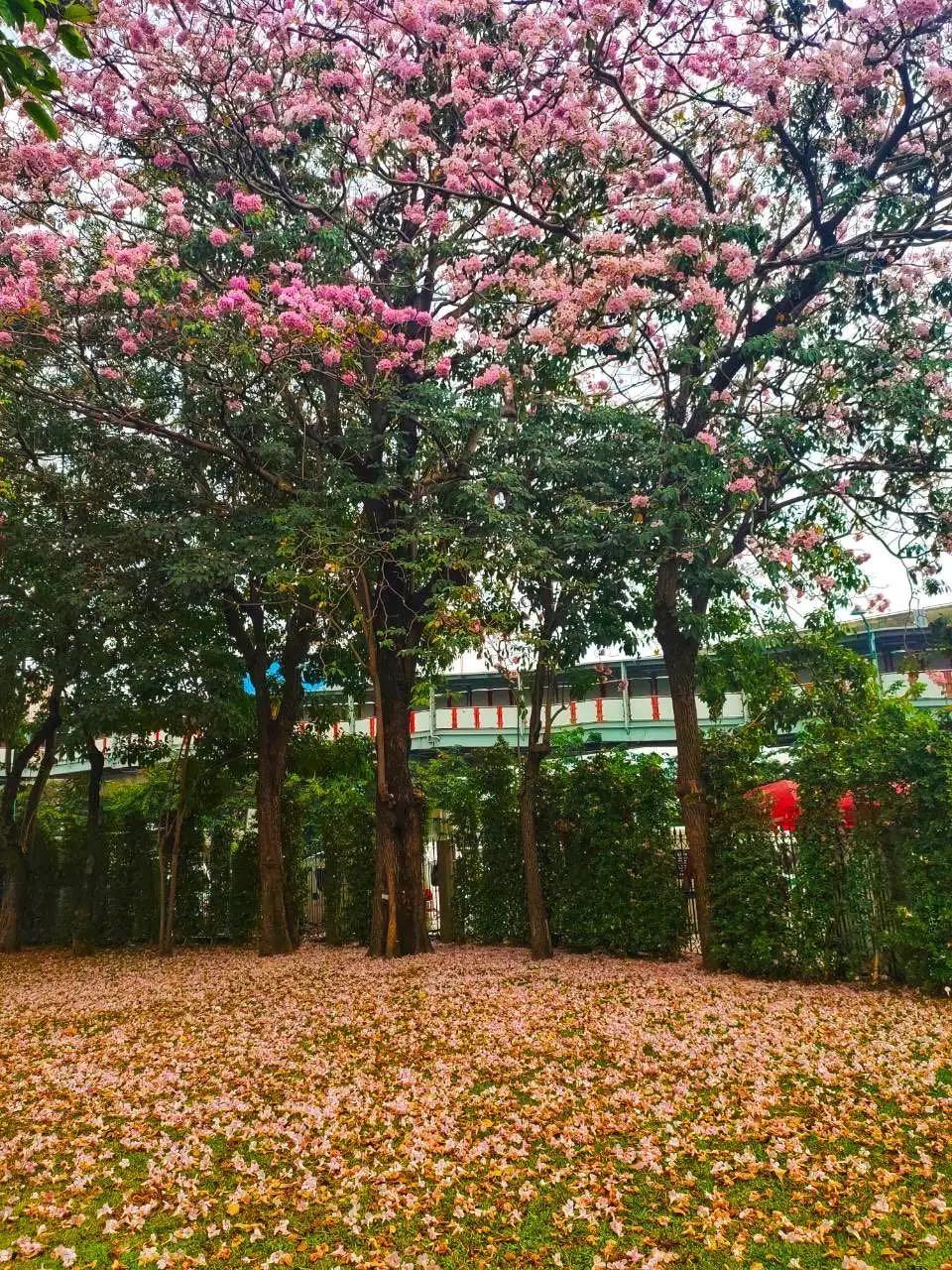 全球最新疫情動態(tài)，變化中的學(xué)習(xí)之路與自信成就的力量