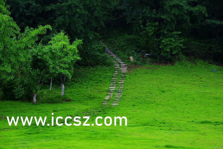 伊人最新一本，日常溫馨趣事與情感紐帶的交織