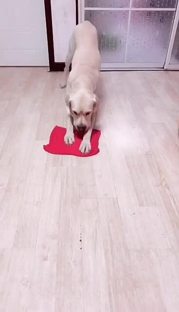 最新狗小視頻，溫馨日常故事